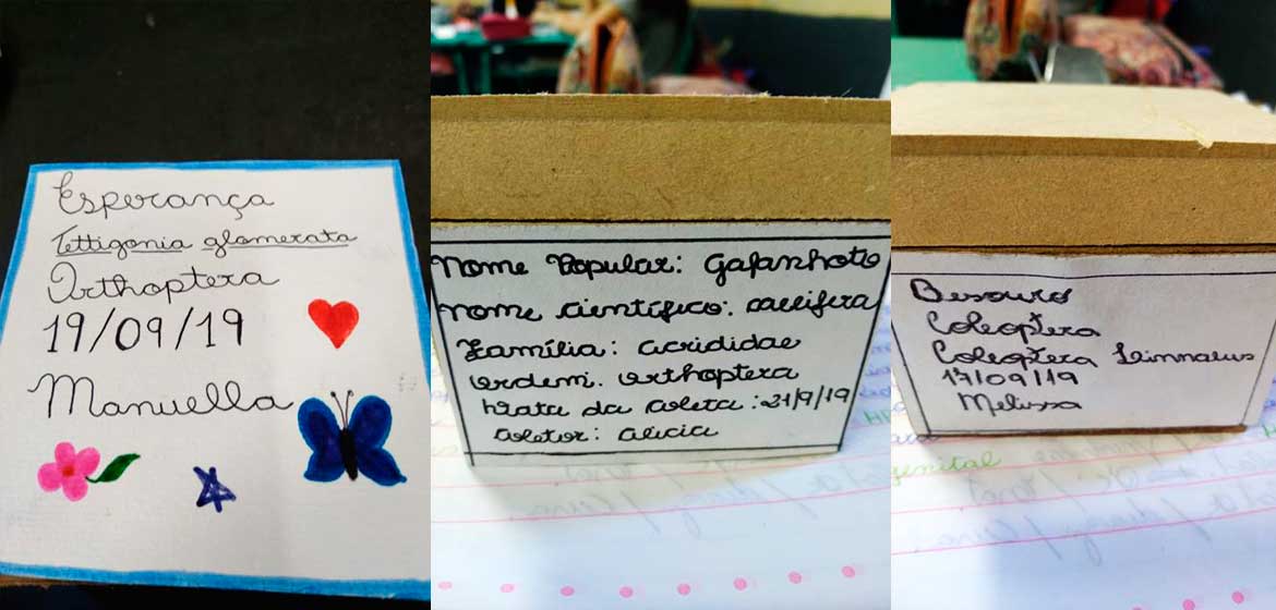 Trabalho de Caixa Entomológica
