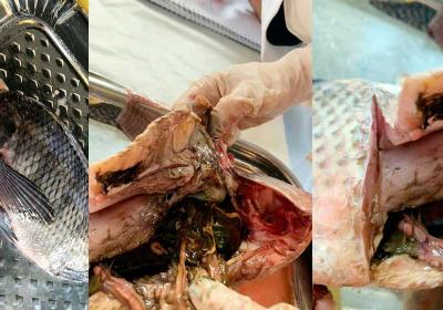 Dissecação de um peixe ósseo